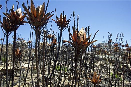 南非,西海角,季节,灌丛火灾,死,碎片,种子,数字,地方特色,植物