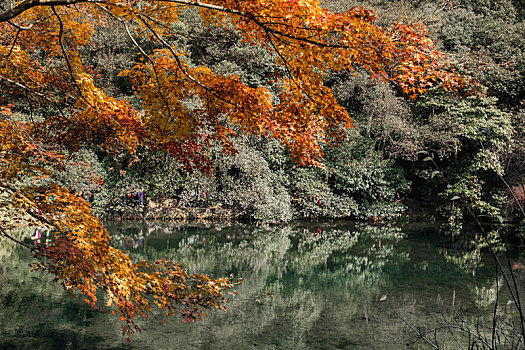 杭州九溪烟树红枫