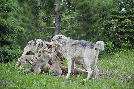 大灰狼,家庭,捕食,明尼苏达,美国