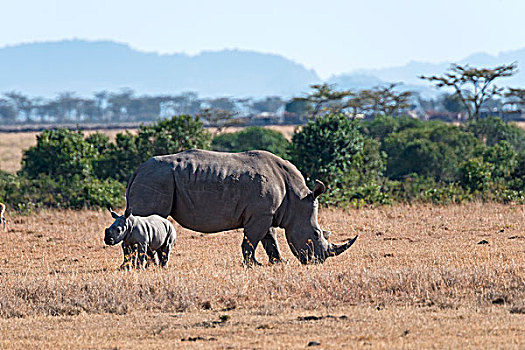 白犀牛,进食,幼兽,自然保护区,肯尼亚,非洲