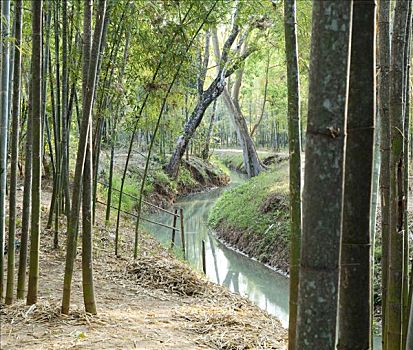 竹子,树,河流,缅甸