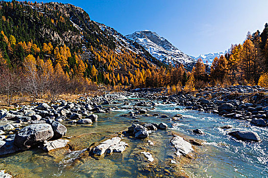 落叶松,叶子,岩石,溪流,背景,瓦尔穆尔德拉什,瑞士
