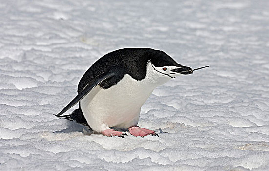 企鹅,成年,收集,巢,材质,南极