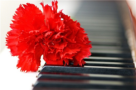 红色,康乃馨,钢琴,按键,浅,景深