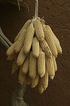 玉米,挂起,喀麦隆,非洲