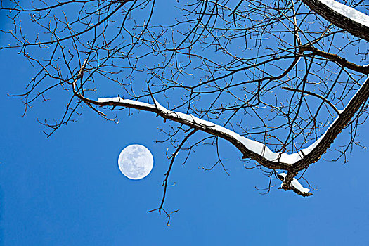 月挂树梢