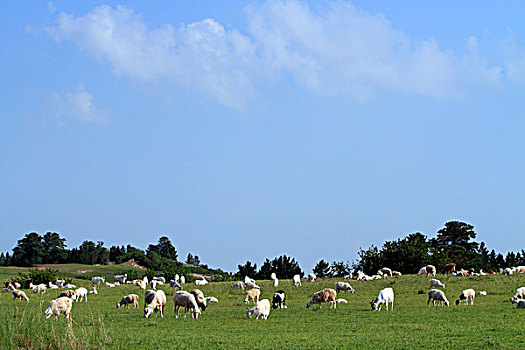 草原,羊群,树木,天空