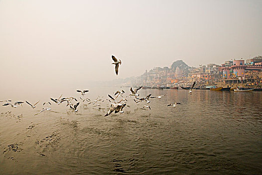 鸭子,飞跃,河,河边石梯,恒河,瓦腊纳西,北方邦,印度