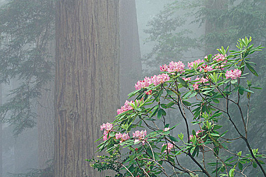 美国,加利福尼亚,红杉,州立公园,杜鹃花属植物,开花,雾状,早晨