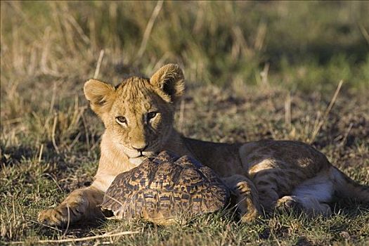 非洲狮,狮子,好奇,四个,老,幼兽,玩,龟,脆弱,马赛马拉国家保护区,肯尼亚,次序