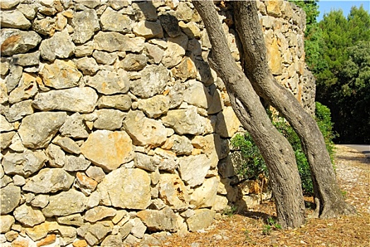 墙,橄榄树,墙壁