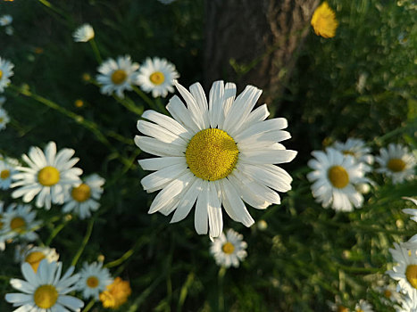 野菊花