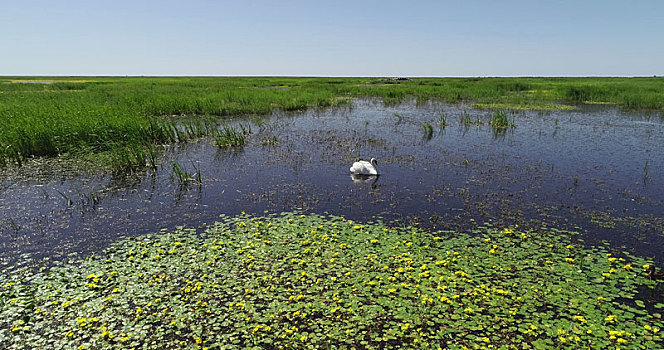 内蒙古达拉特旗,乌兰淖尔湿地公园中的飞鸟