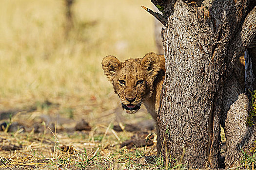 狮子,幼兽,萨维提,乔贝国家公园,博茨瓦纳,非洲