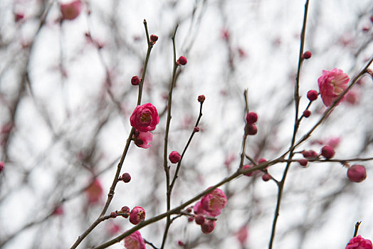 春季盛开梅花