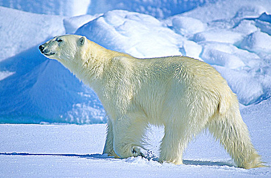 成年,北极熊,猎捕,北极圈,海冰,斯瓦尔巴特群岛,挪威