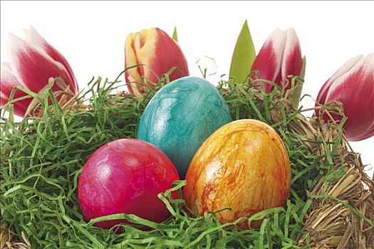 复活节草巢,彩色,蛋,郁金香,背景