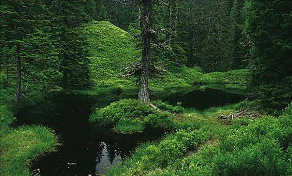 亚高山,树林,云杉,树,国家公园,陶安,奥地利,欧洲