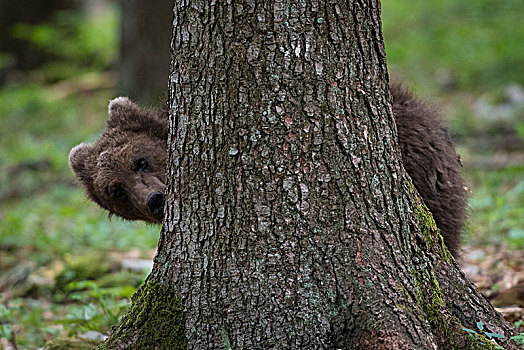棕熊,小动物,树林,看,室外,后视图,树干,区域,斯洛文尼亚,欧洲