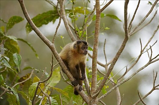 棕色卷尾猴,树上,潘塔纳尔,巴西