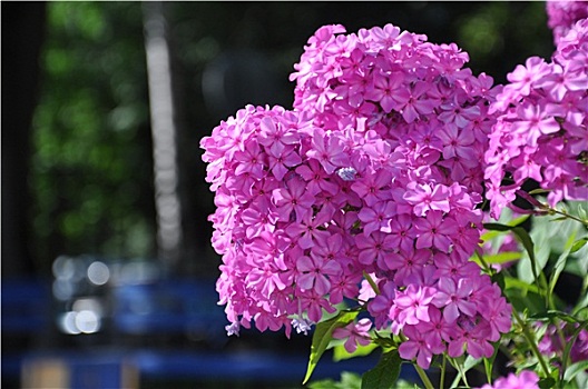 彩色,粉花,特写,塞尔吉耶夫,莫斯科,区域,俄罗斯