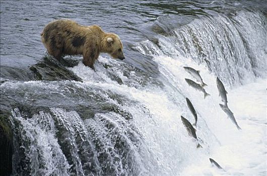 大灰熊,棕熊,捕鱼,卵,三文鱼,瀑布,卡特麦国家公园,阿拉斯加
