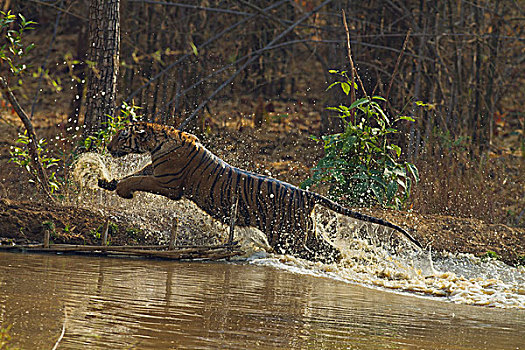 水,皇家,孟加拉虎,虎,自然保护区,印度