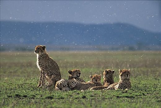 印度豹,猎豹,母亲,幼兽,休息,朴素,围绕,昆虫,塞伦盖蒂国家公园,坦桑尼亚