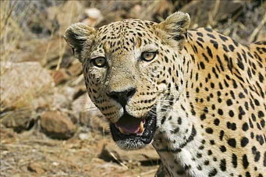 豹,纳米比亚,非洲