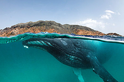 驼背鲸,大翅鲸属,鲸鱼,岛屿,阿曼,印度洋,一半,水下