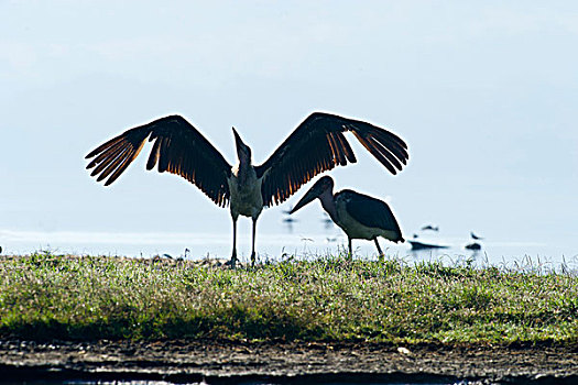 秃鹳,纳库鲁湖,肯尼亚,非洲