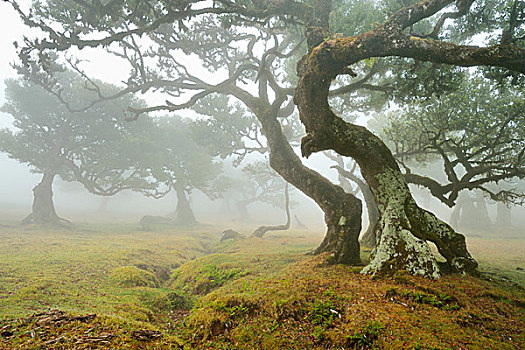 老,树林,树,雾,世界遗产,马德拉岛,葡萄牙,欧洲