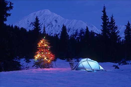 装饰,树,雪鞋,帐蓬,阿拉斯加,冬天,景色