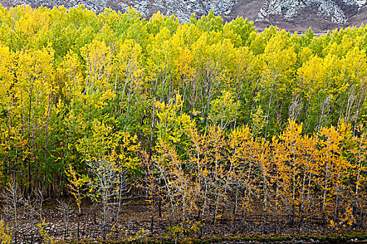 新疆阿勒泰额尔齐斯大峡谷秋天