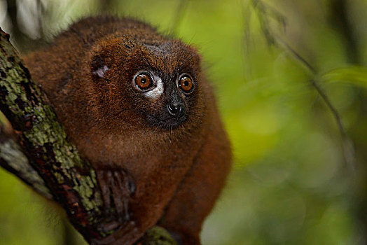 狐猴,褐色的狐猴,雨林,国家公园,马达加斯加,非洲