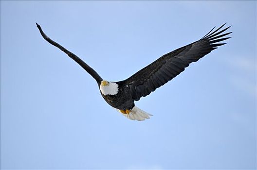 白头鹰,海雕属,雕,飞行,肯奈半岛,阿拉斯加,美国
