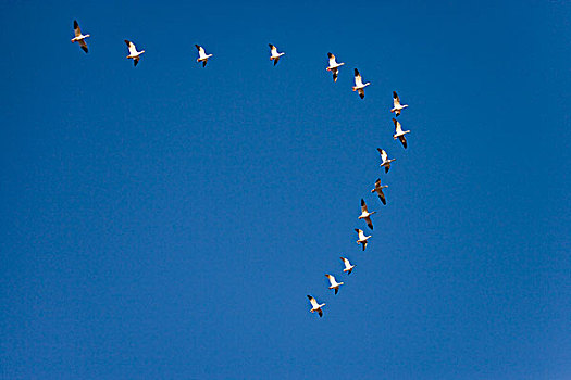 雪雁,成群,飞,排列,迁徙,博斯克德尔阿帕奇,新墨西哥