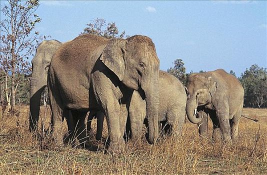 亚洲象,象属,哺乳动物,母兽,群,印度,亚洲,动物