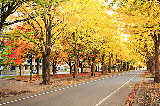 排列,树,银杏,北海道,大学
