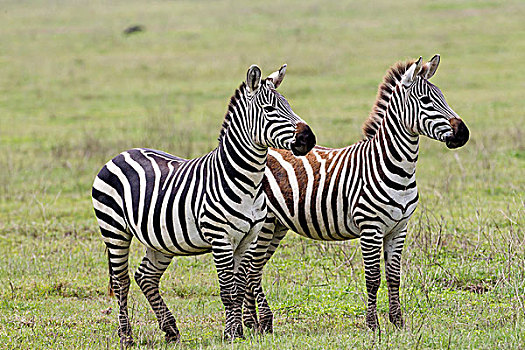两个,斑马,站立,并排,警惕,一个,成年,彩色,变化,褐色,黑色,恩戈罗恩戈罗,保护区,坦桑尼亚