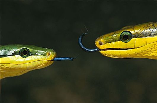 无毒蛇,蛇,两个,制作,舌头,感知,朋友,敌人,捕食