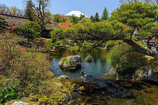 水塘,花园,靠近,山,富士山