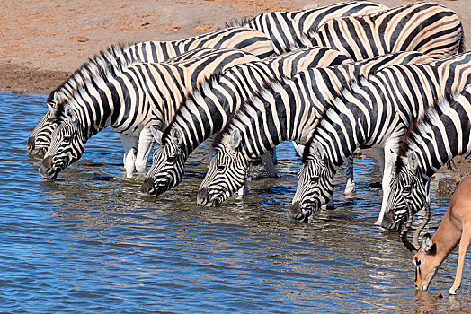 牧群,斑马,马,黑脸高角羚,黑斑羚,喝,水潭,埃托沙国家公园,纳米比亚,非洲