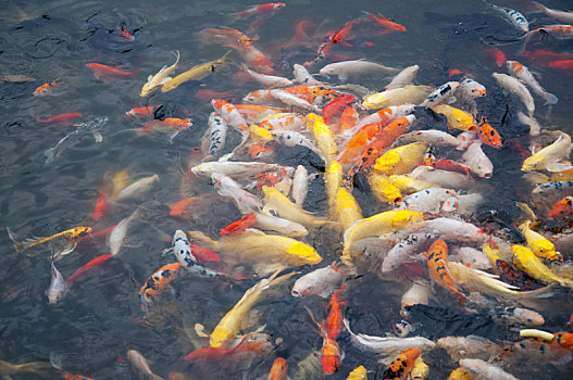 水中很多金鱼拥挤在一起