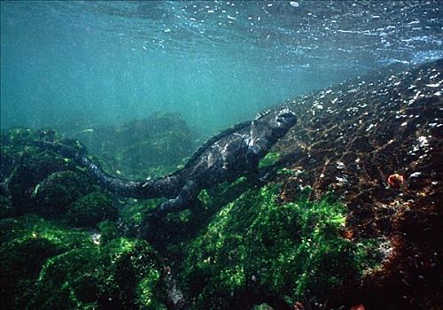 加拉帕戈斯,海鬣蜥,水下,上方,藻类