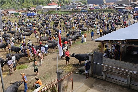 印度尼西亚,苏拉威西岛,岛屿,国家,靠近,市场,水牛