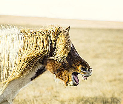 冰岛马,笑,展示,牙齿