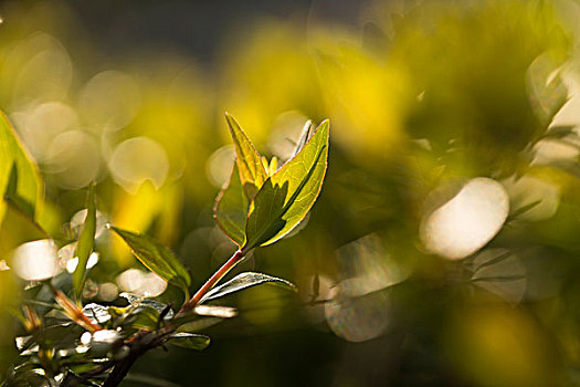 梦幻植物