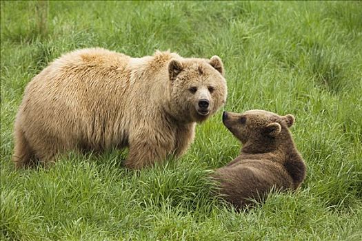 母兽,棕熊,幼兽