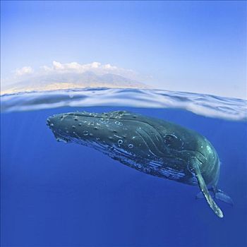 夏威夷,毛伊岛,特写,驼背鲸,靠近,海洋,表面